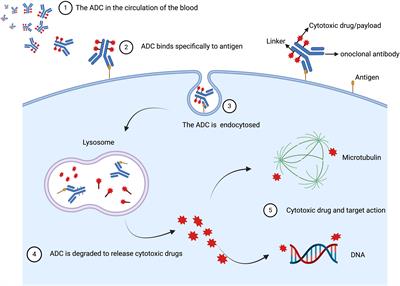 Advances in Trop-2 targeted antibody-drug conjugates for breast cancer: mechanisms, clinical applications, and future directions